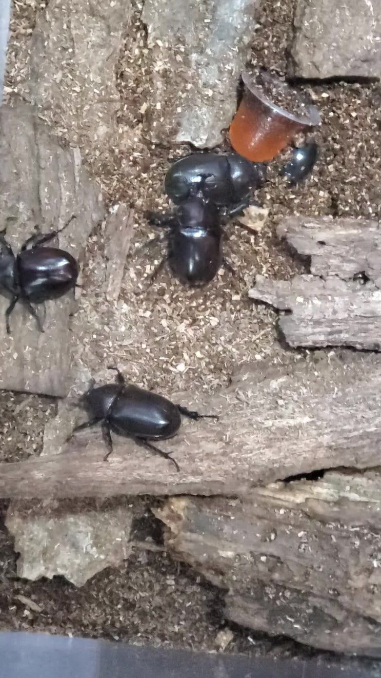 용인 농촌테마파크 곤충